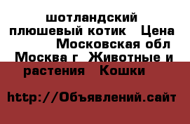 шотландский плюшевый котик › Цена ­ 5 000 - Московская обл., Москва г. Животные и растения » Кошки   